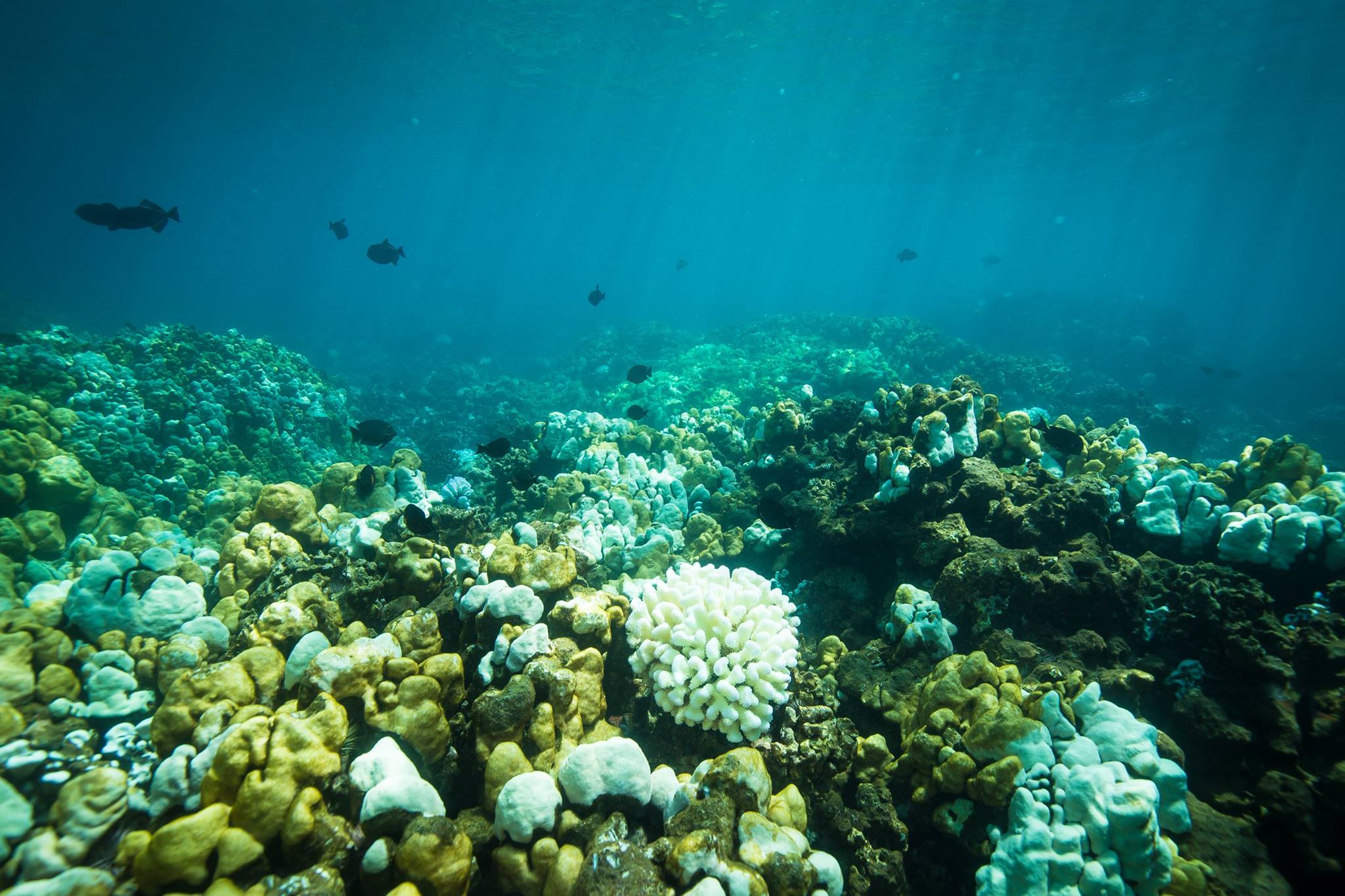 Bleached coral