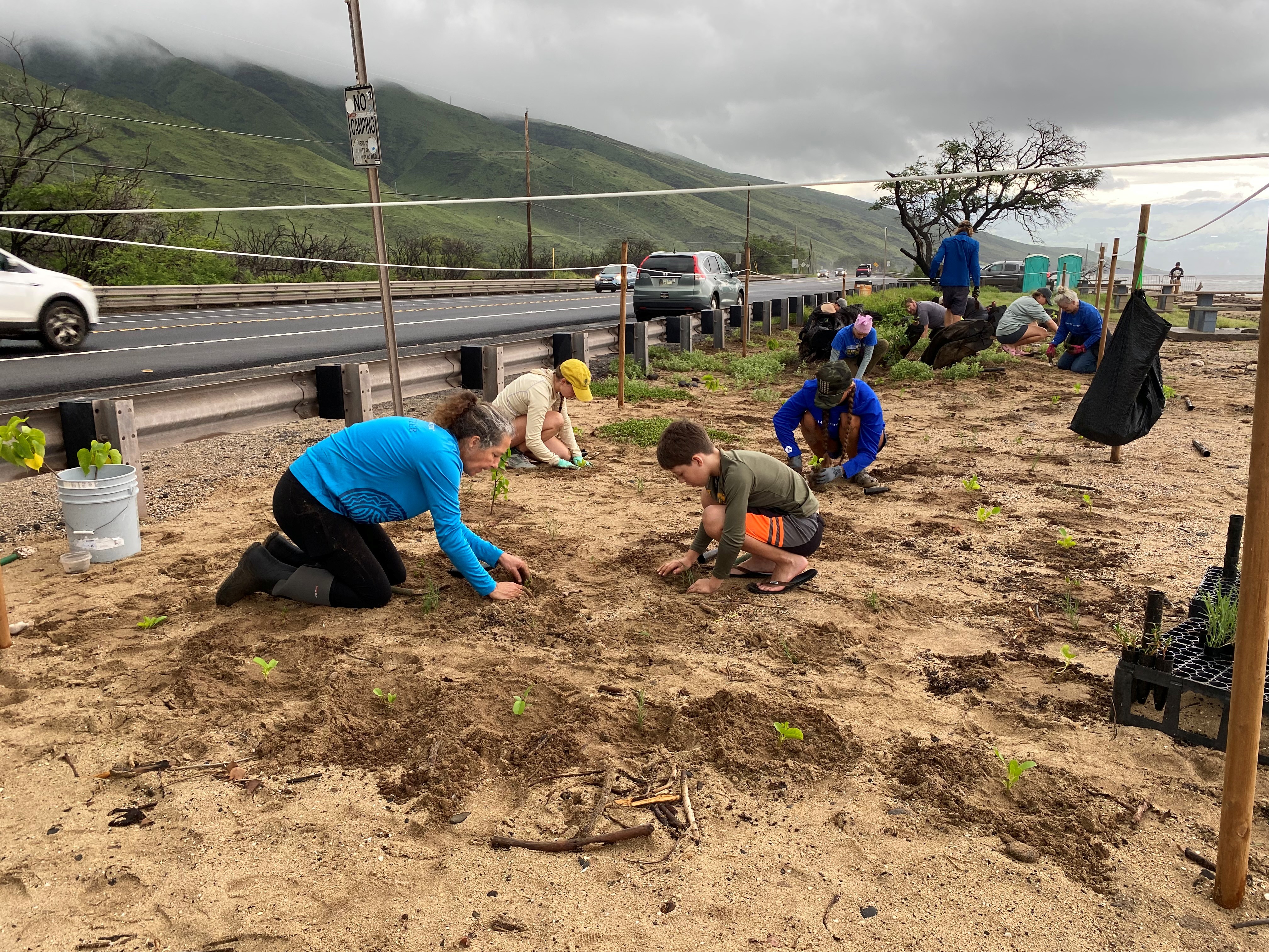 Volunteers planting near a road on a beach. 