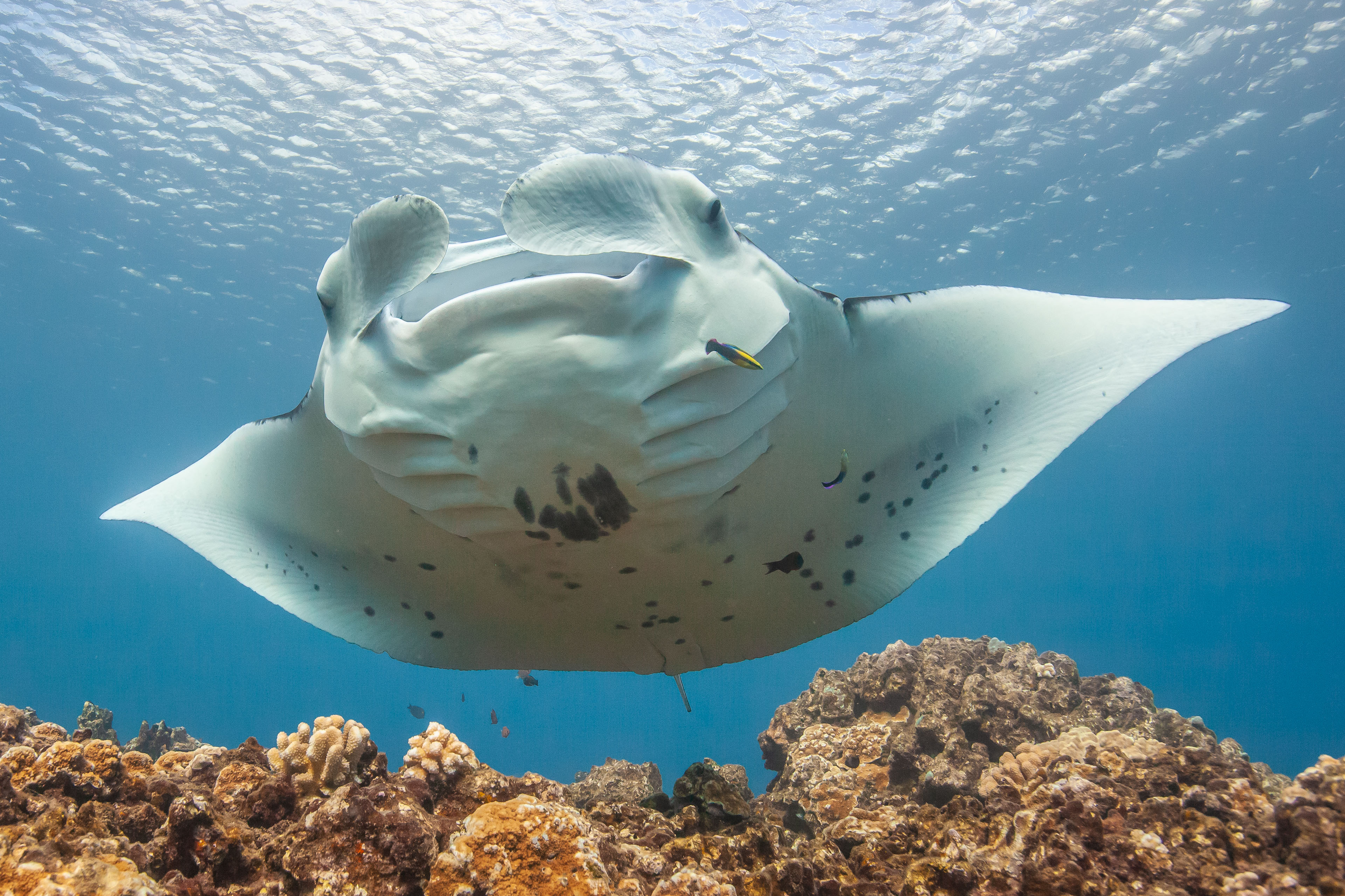 Underside of a Manta Ray
