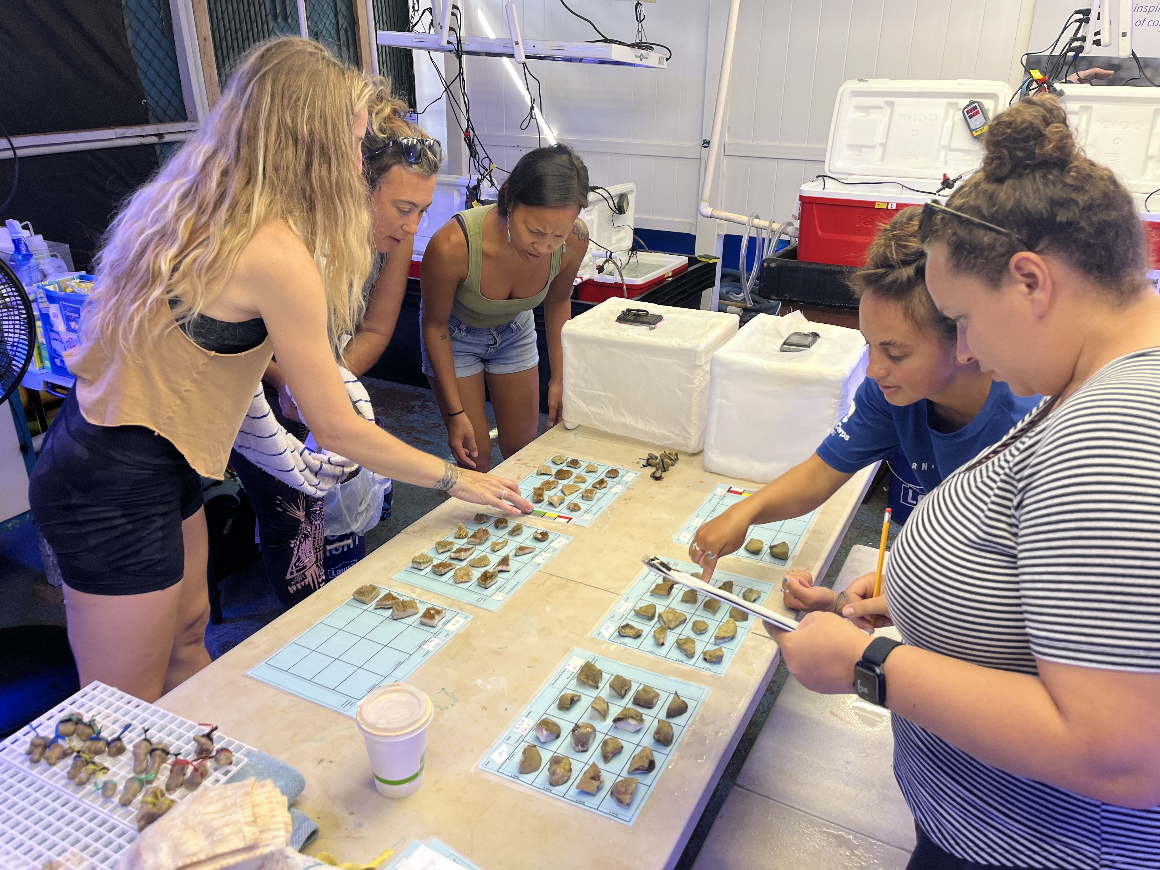 Volunteers conduct visual bleaching scores of coral fragments during heat stress testing.