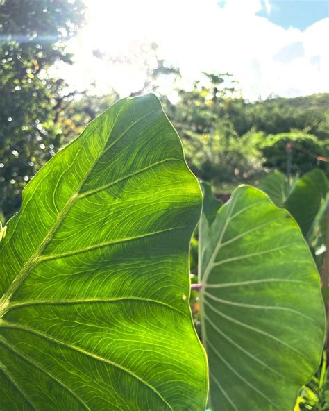 Kalo leaf closeup