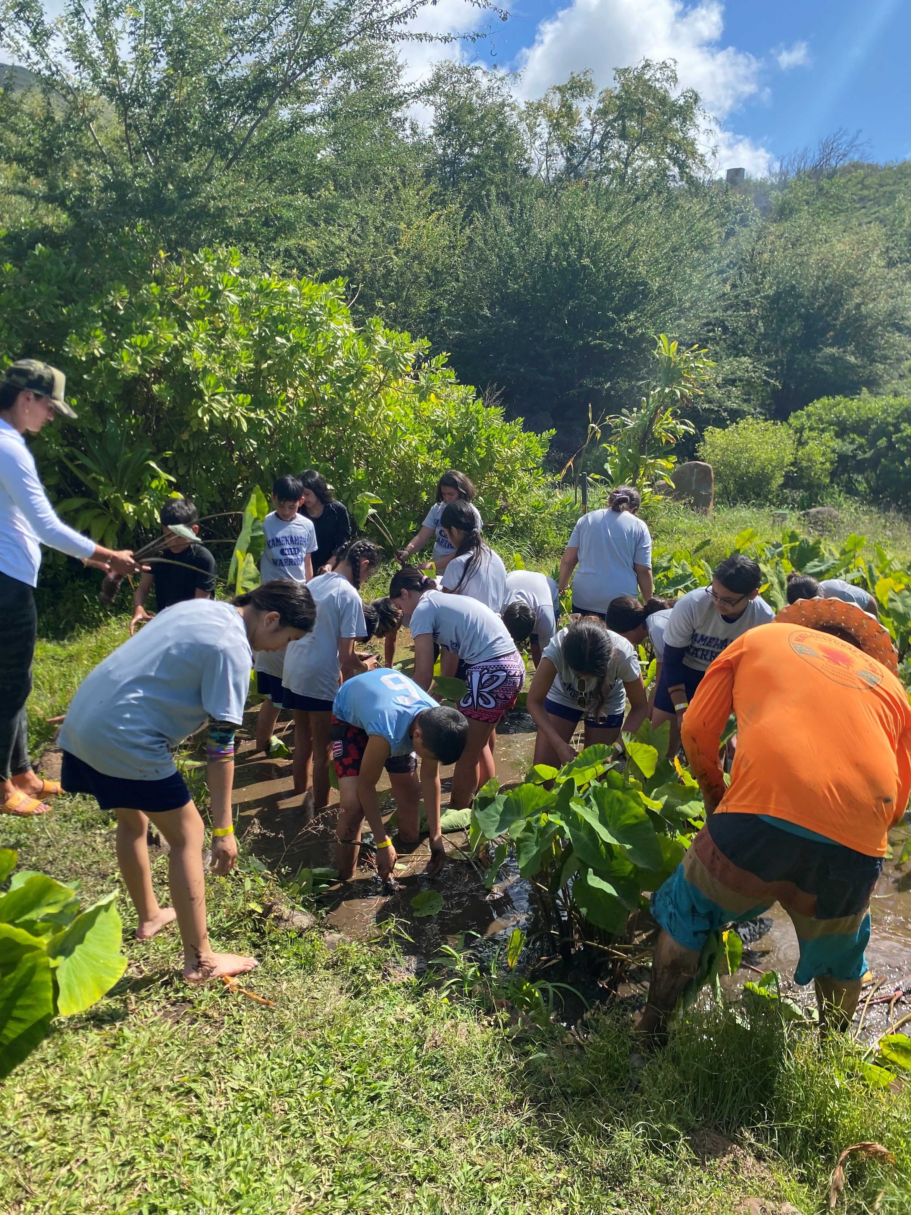 Students tend the lo'i kalo at Kipuka Olowalu.