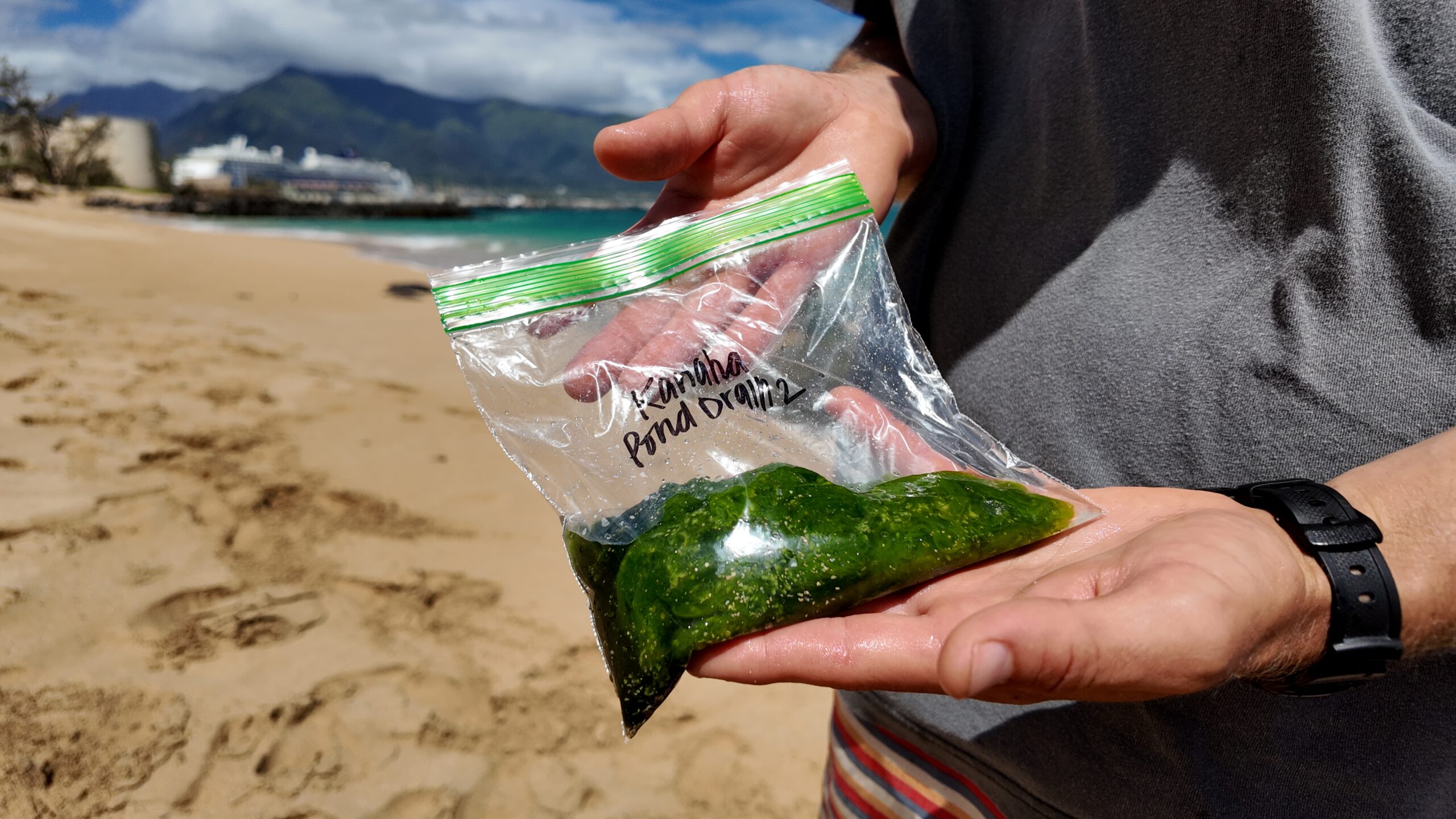 A person uses two hands to show a plastic bag filled with a dark green substance.