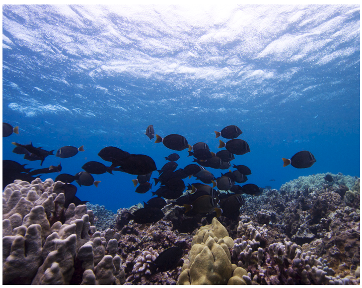 Olowalu-Ukumehame is home to a variety of reef and nearshore pelagic fish.