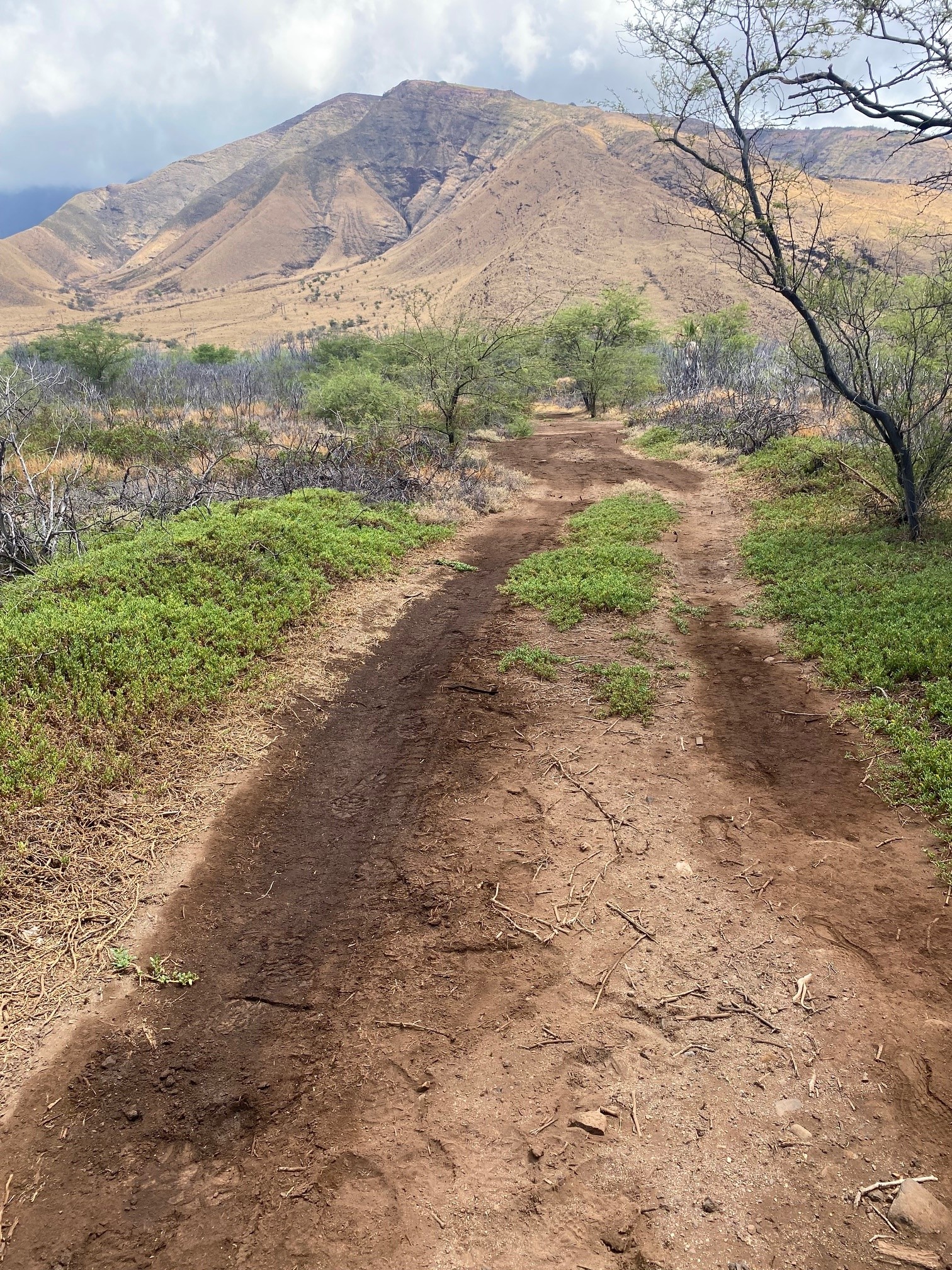 Invasive species and disturbance in historical Ukumehame Wetlands.